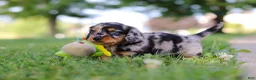 Miniature Dachshund dogs for sale: Kumquat - Ad 10