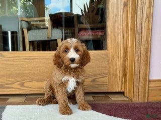 Cockapoo dogs Dolly - Ad 21