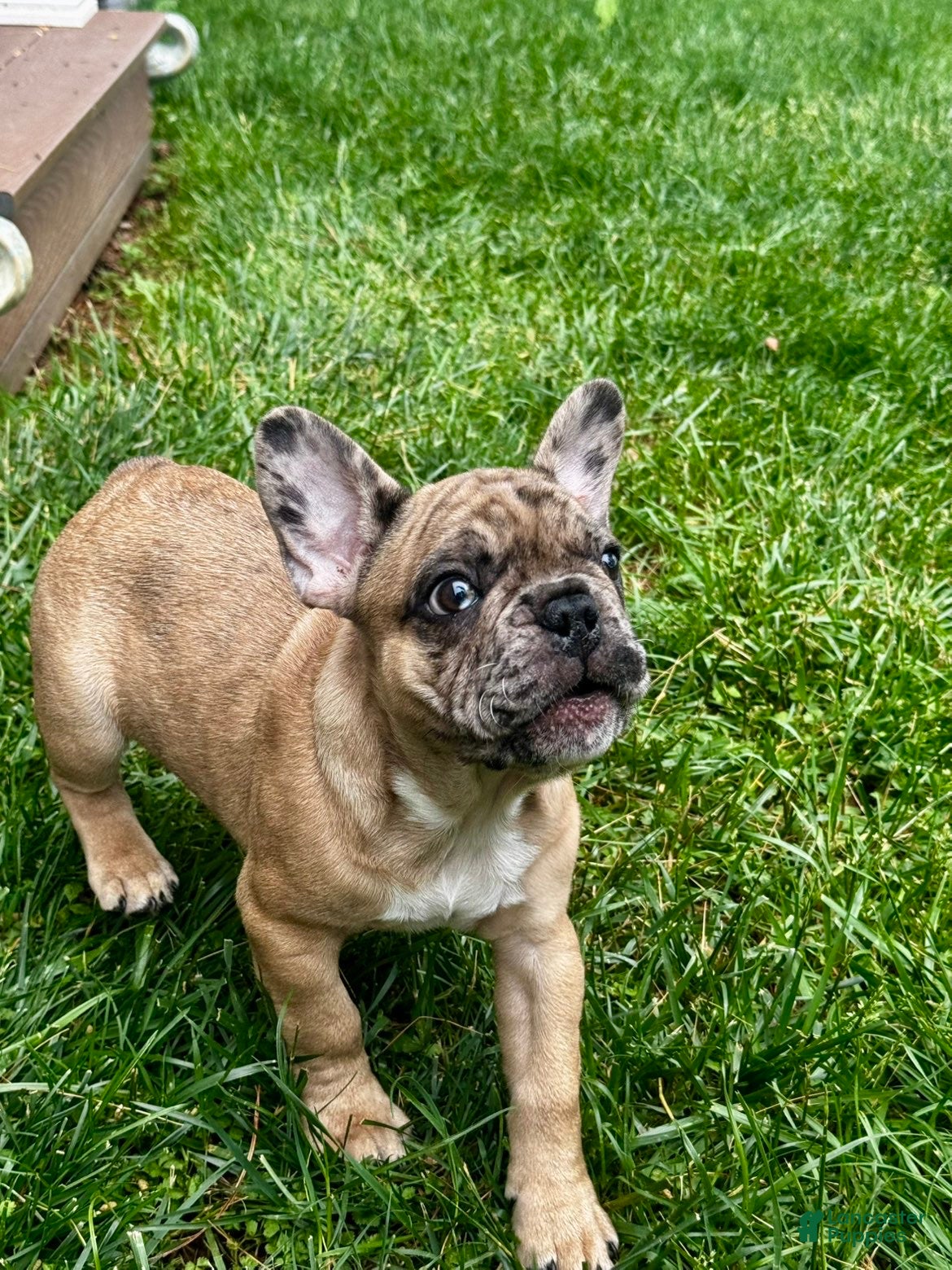 French Bulldog dogs Zeus  - Ad 8