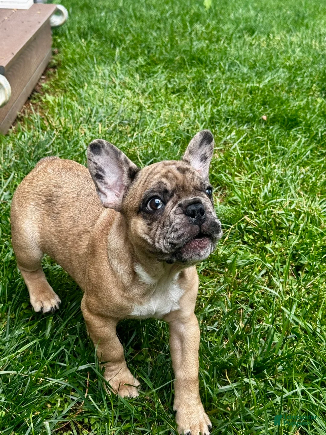 French Bulldog dogs for sale: Zeus  - Ad 1