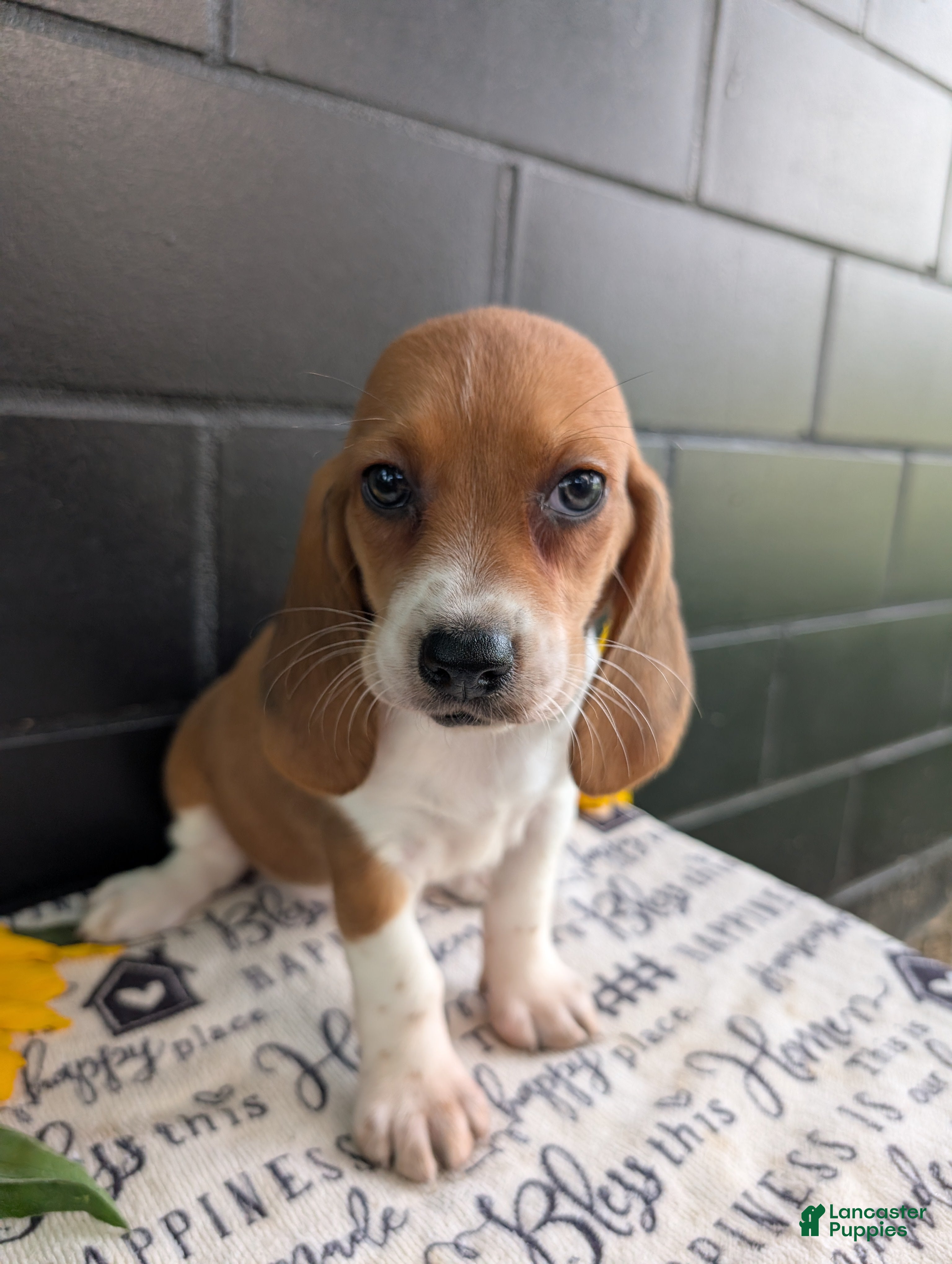 Mixed Breed dogs Fern - Ad 2