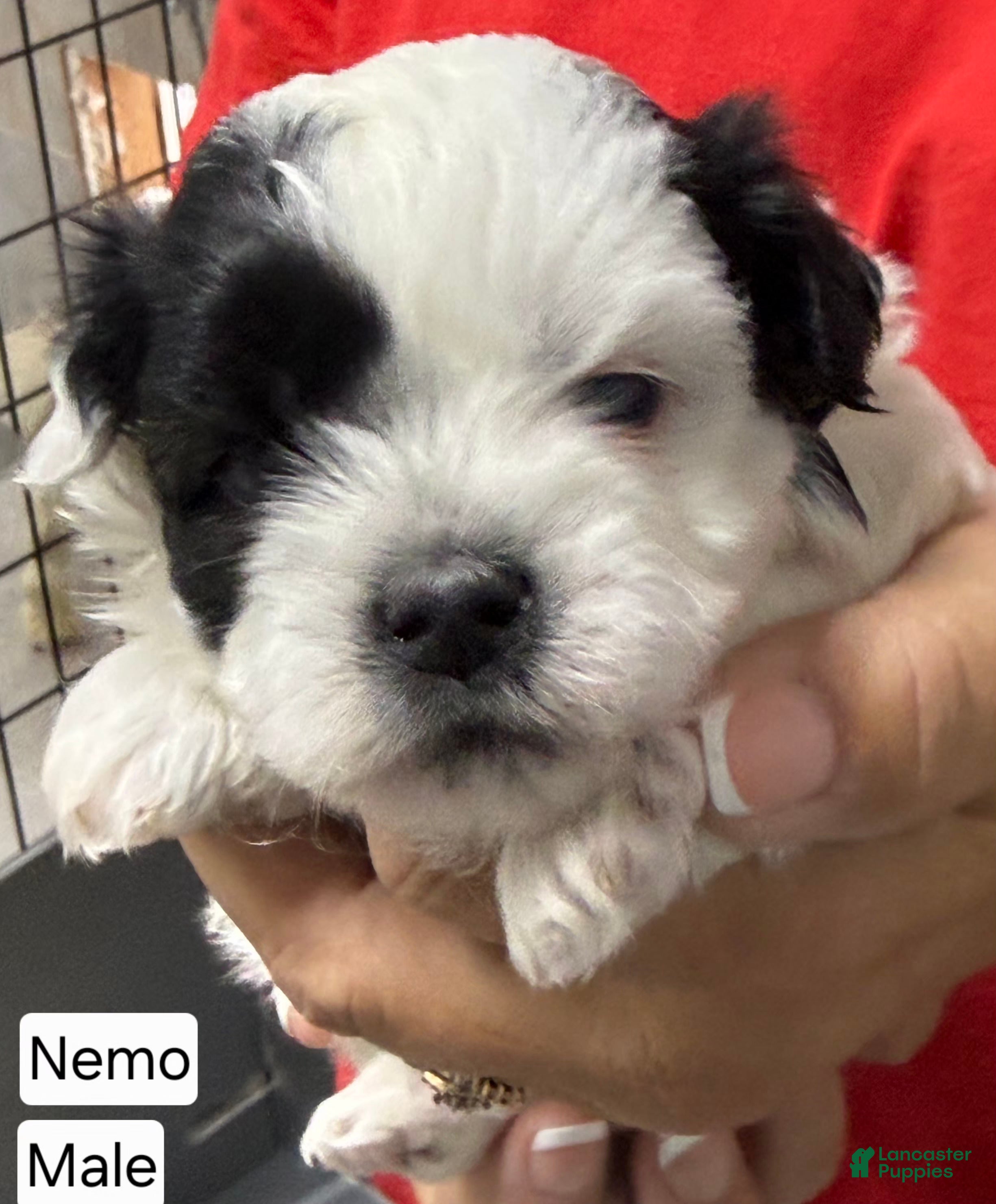Mixed Breed dogs Nemo  - Ad 1