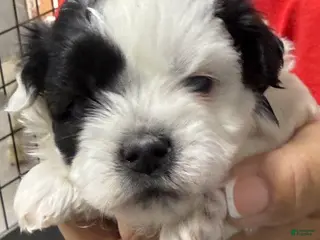 Mixed Breed dogs for sale: Nemo - Ad 2