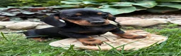 Dachshund dogs for sale: Reiley - Ad 4