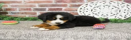 Bernese Mountain Dog dogs for sale: Liberty - Ad 6
