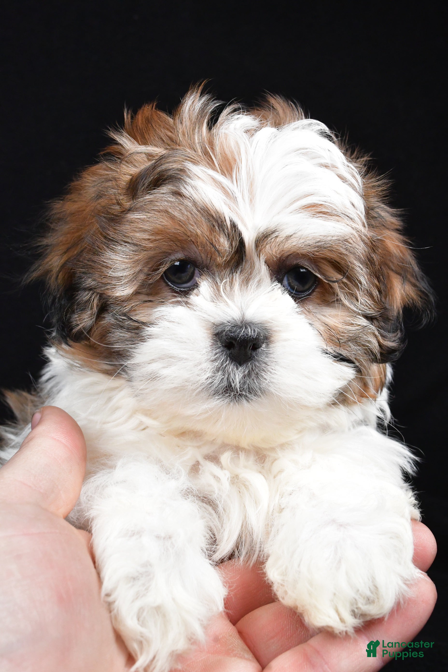 Teddy Bear dogs Ellie - Ad 2