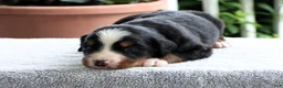 Bernese Mountain Dog dogs for sale: Kenton - Ad 7