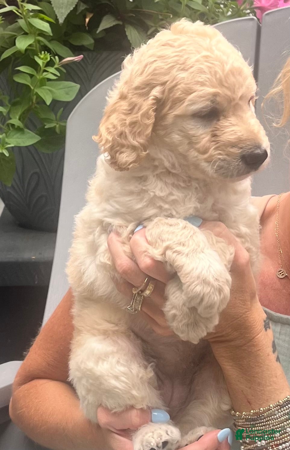 Goldendoodle dogs Goldendoodle Clover- Purple - Ad 2