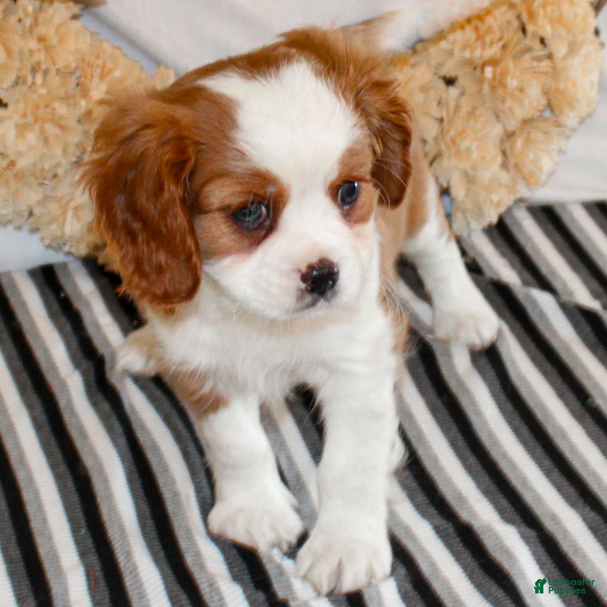 Cavalier King Charles Spaniel dogs Noah - Ad 6