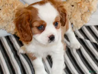 Cavalier King Charles Spaniel dogs Noah - Ad 6