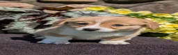 Welsh Corgi Pembroke dogs for sale: Namor  - Ad 7