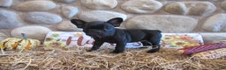 French Bulldog dogs for sale: AKC Jenna - Ad 3