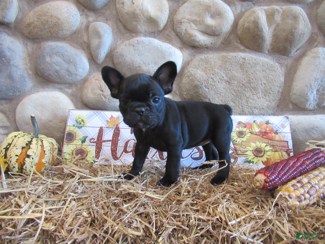 French Bulldog dogs for sale: AKC Jenna - Ad 3