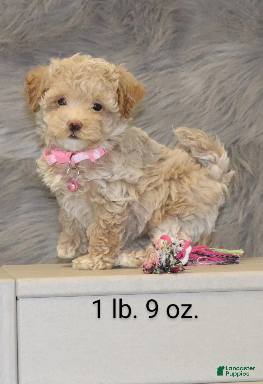 Havapoo dogs for sale: Apple Toy Size👨‍👨‍👦‍👦💞🐕 - Ad 7