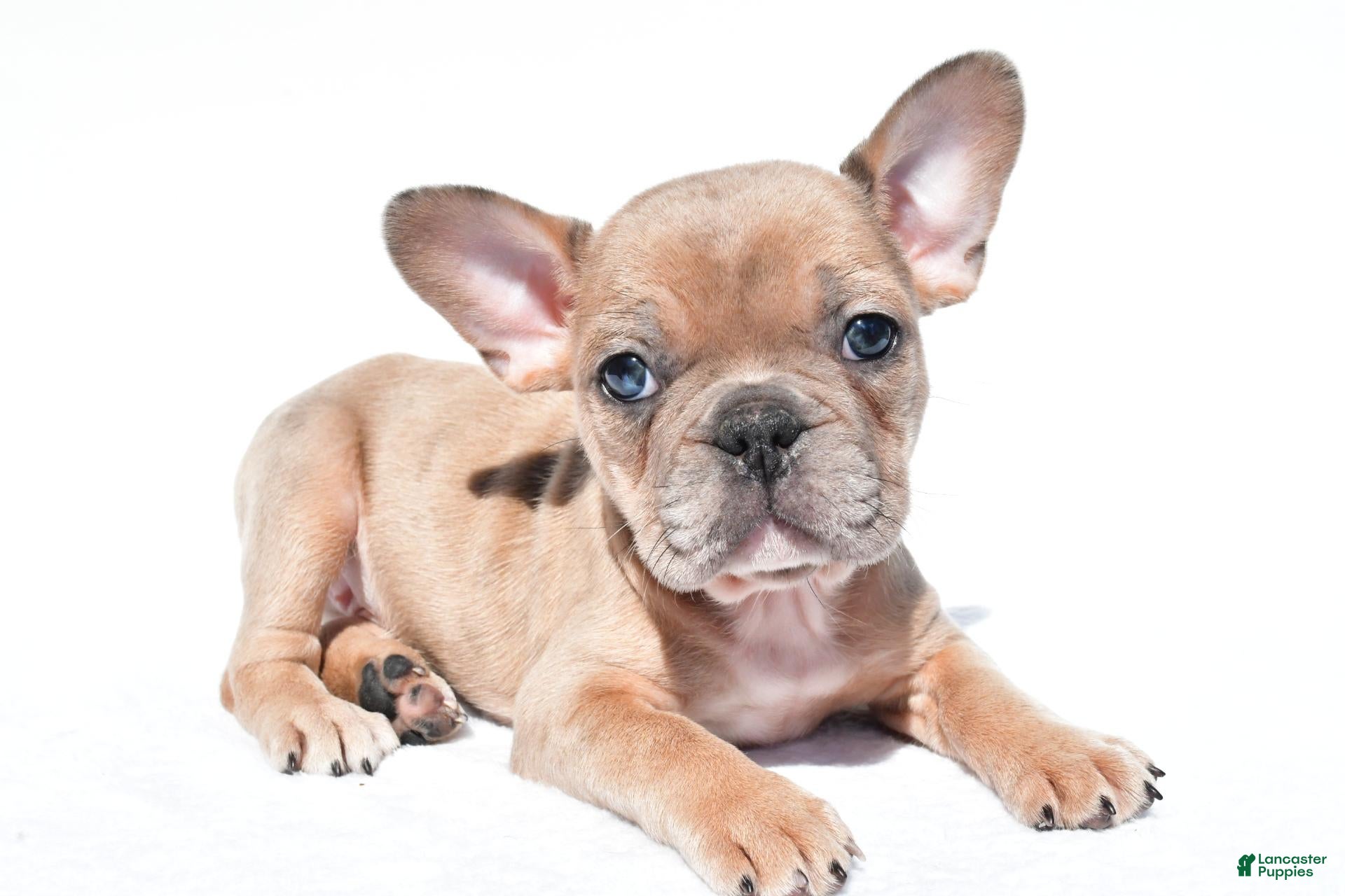French Bulldog dogs Chloe - Ad 1