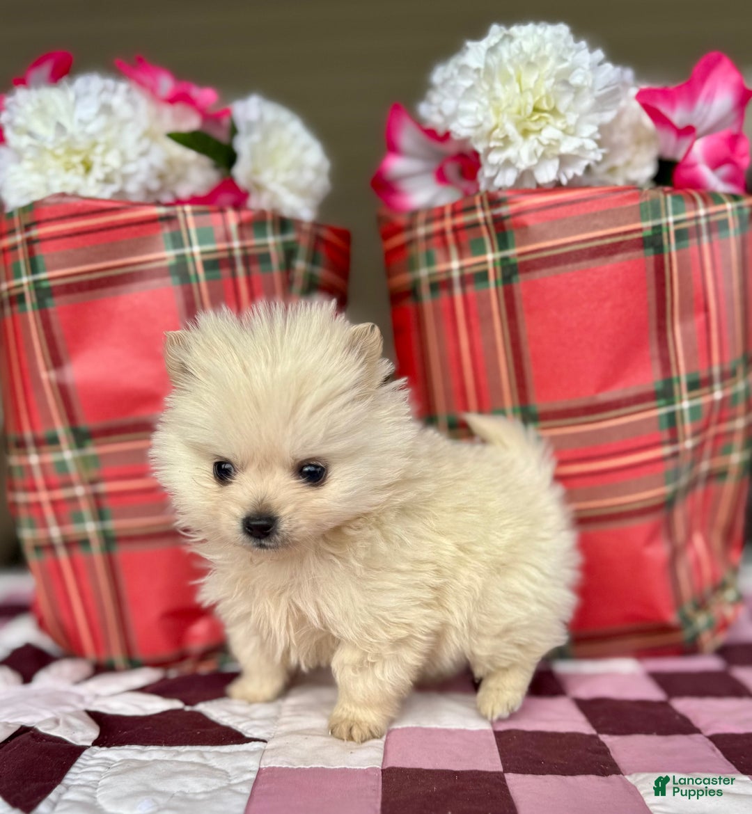 Pomeranian dogs for sale: Nicholas - Ad 4