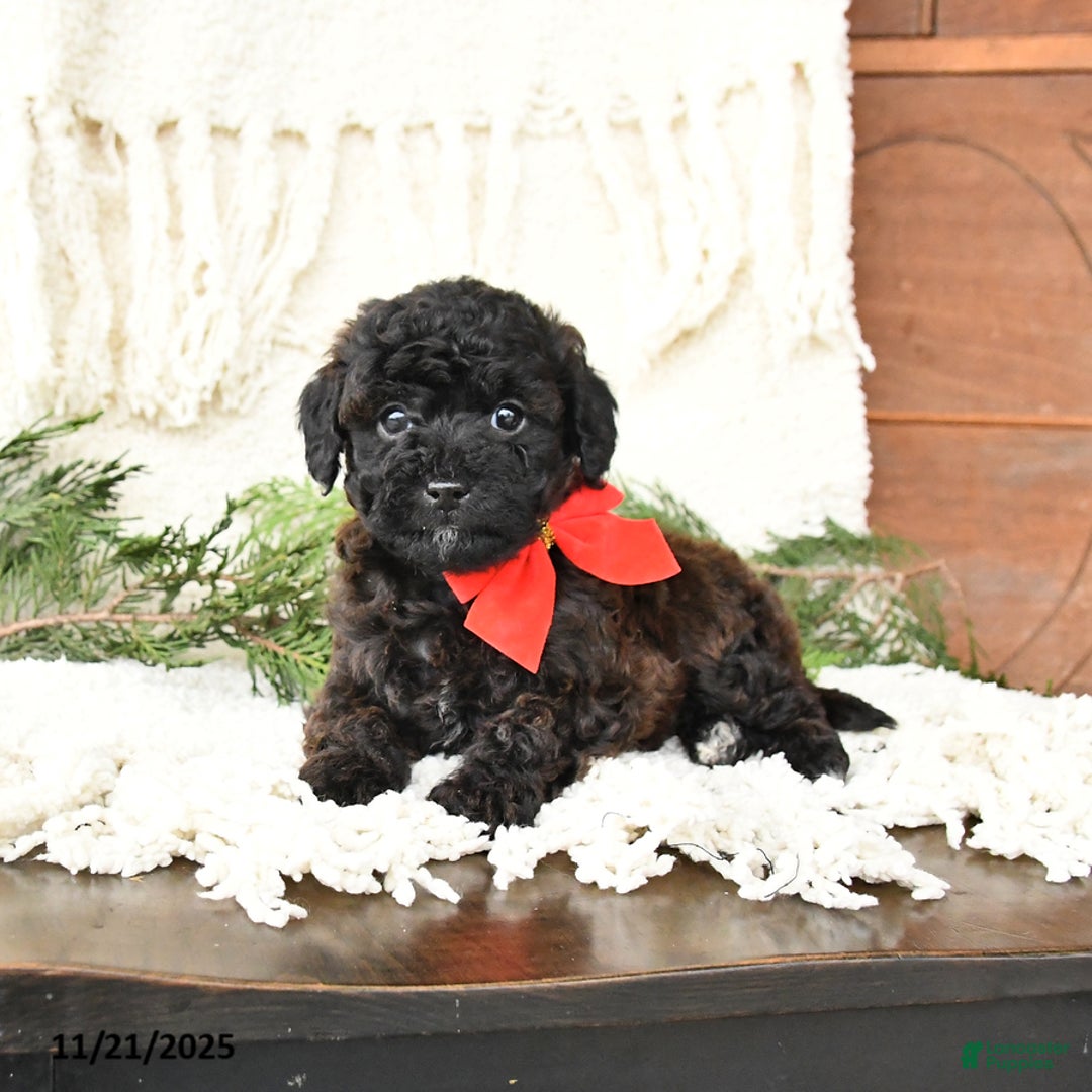 Toy Poodle dogs for sale: Bandit - Ad 4