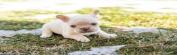 French Bulldog dogs for sale: Davey - Ad 2
