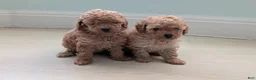 Toy Poodle dogs for sale: Tom - Ad 20