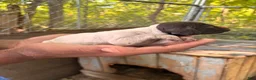 German Shorthaired Pointer dogs for sale: German Shorthaired Pointer 5 - Ad 4