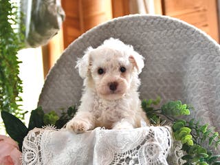 Bichpoo dogs Bailey - Ad 24