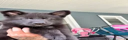German Shepherd dogs for sale: Bruno - Ad 3