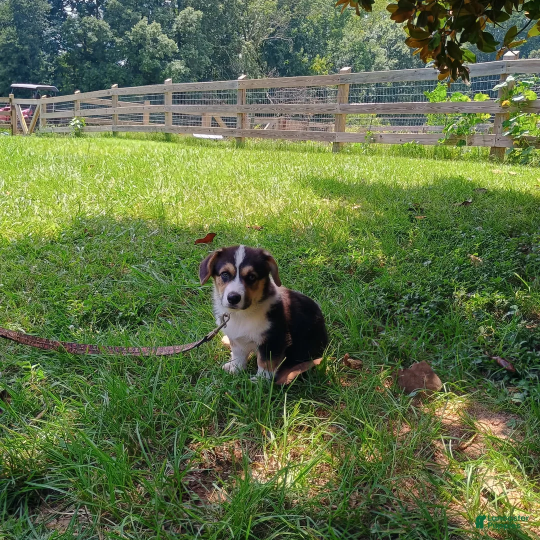 Welsh Corgi Pembroke dogs for sale: Elvis - Ad 2
