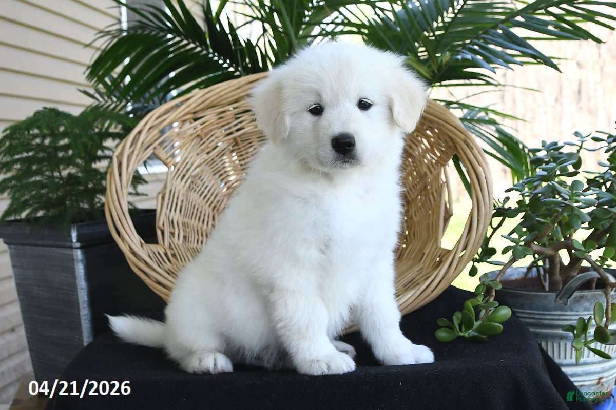 Samoyed dogs Chad - Ad 2