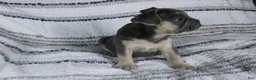 French Bulldog dogs for sale: Dennis - Ad 4