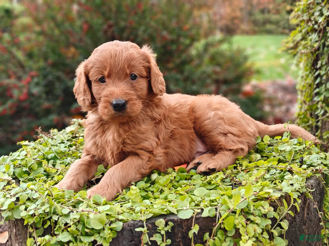 Goldendoodle dogs for sale: Copper - Ad 2