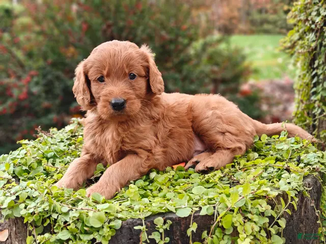 Goldendoodle dogs Copper - Ad 2