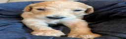 Double Doodle dogs for sale: Lager - F2 Double Doodle - Ad 4