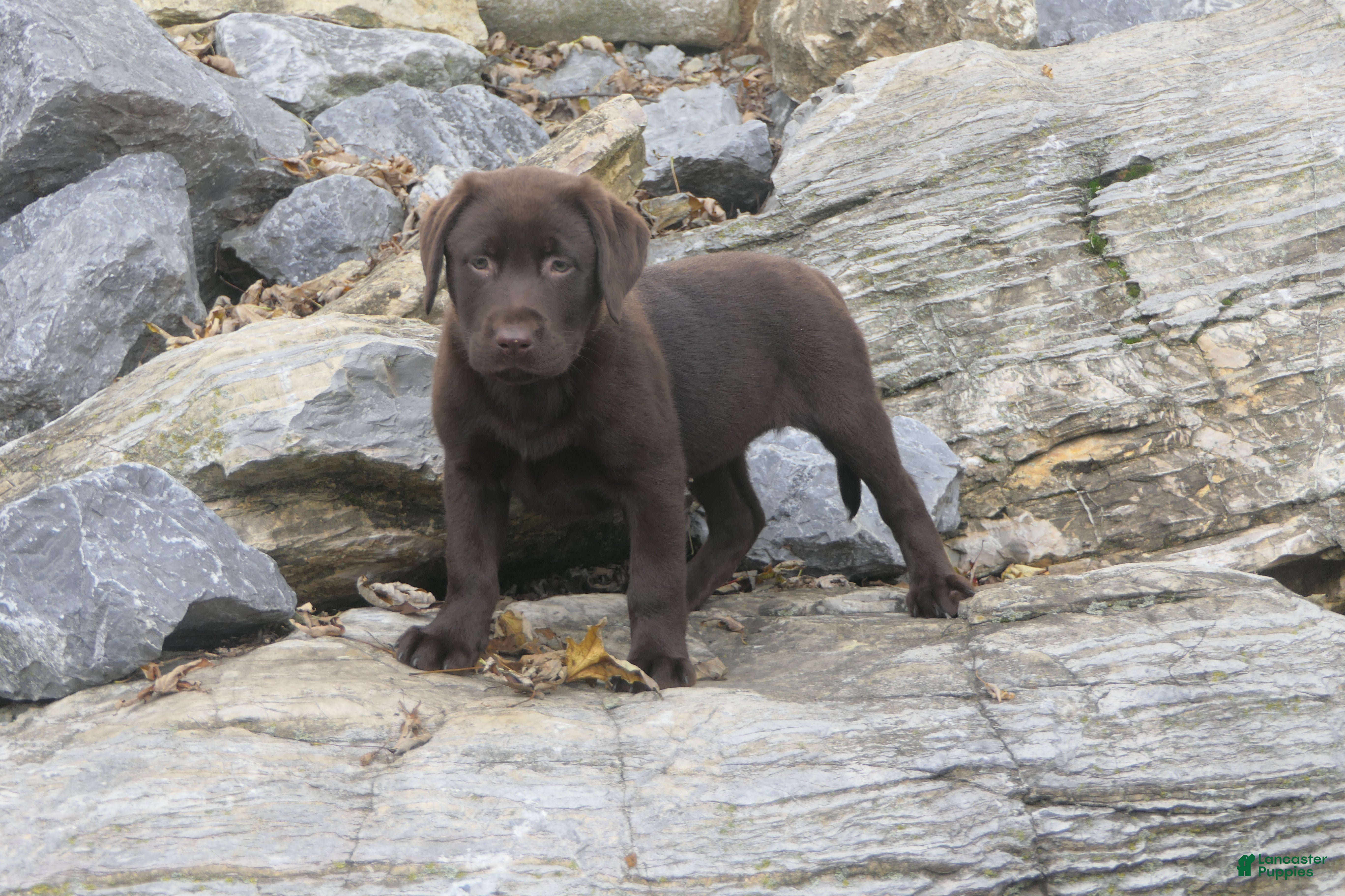 Labrador Retriever dogs for sale: Samantha Labrador Retriever  - Ad 1