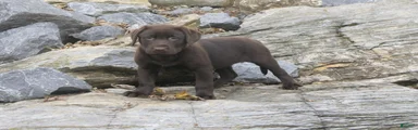 Samantha Labrador Retriever 