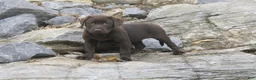 Labrador Retriever dogs for sale: Samantha Labrador Retriever  - Ad 1