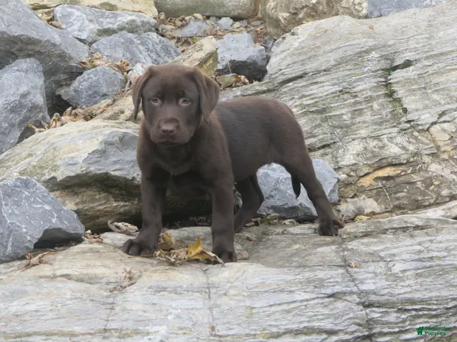 Labrador Retriever dogs for sale: Samantha Labrador Retriever - Ad 1