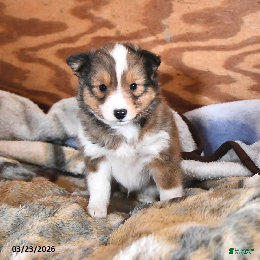 Shetland Sheepdog dogs for sale: Spot - Ad 2