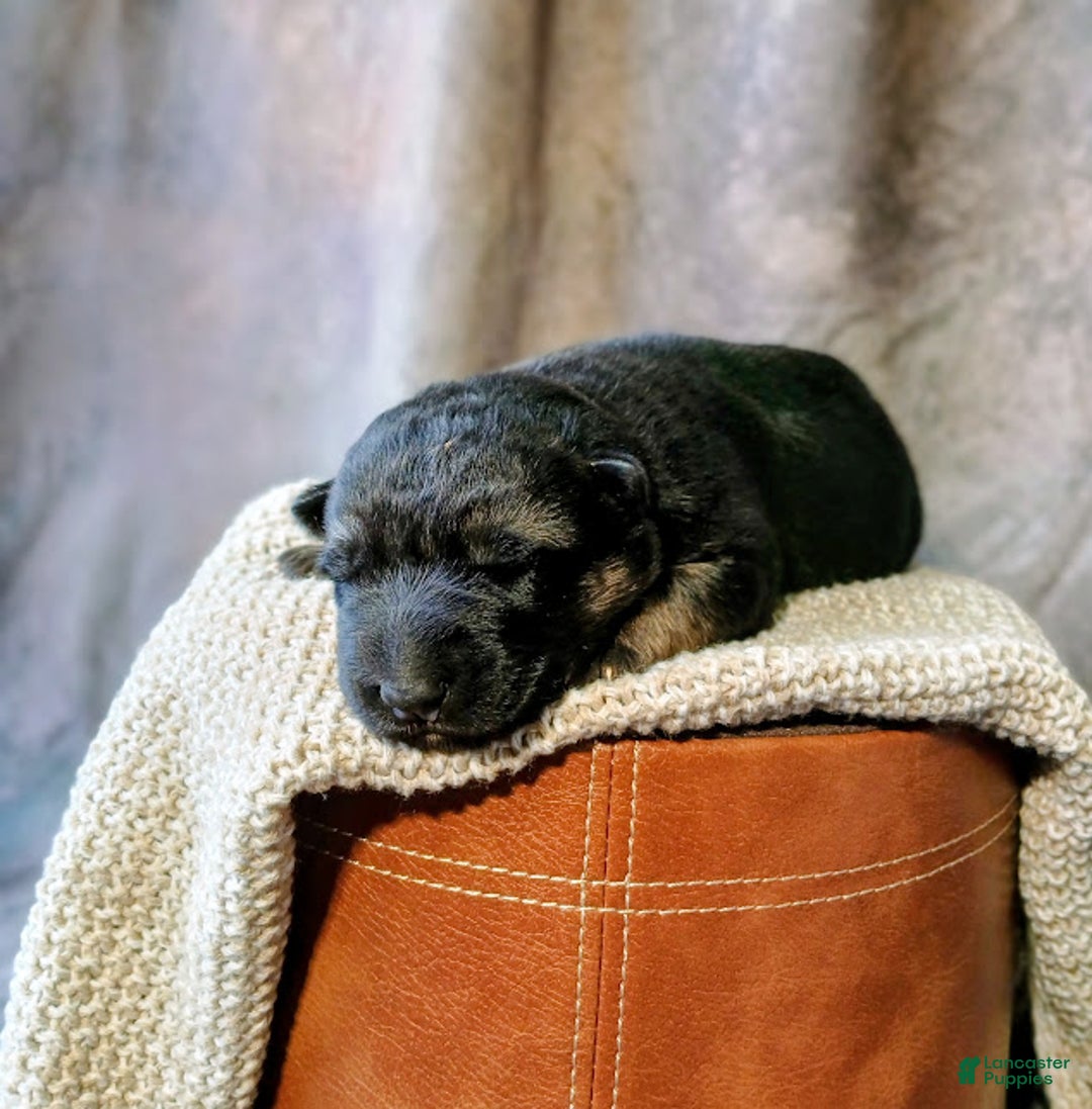 German Shepherd dogs for sale: Ranger - Ad 1