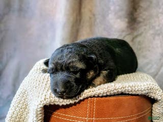 German Shepherd dogs Ranger - Ad 14