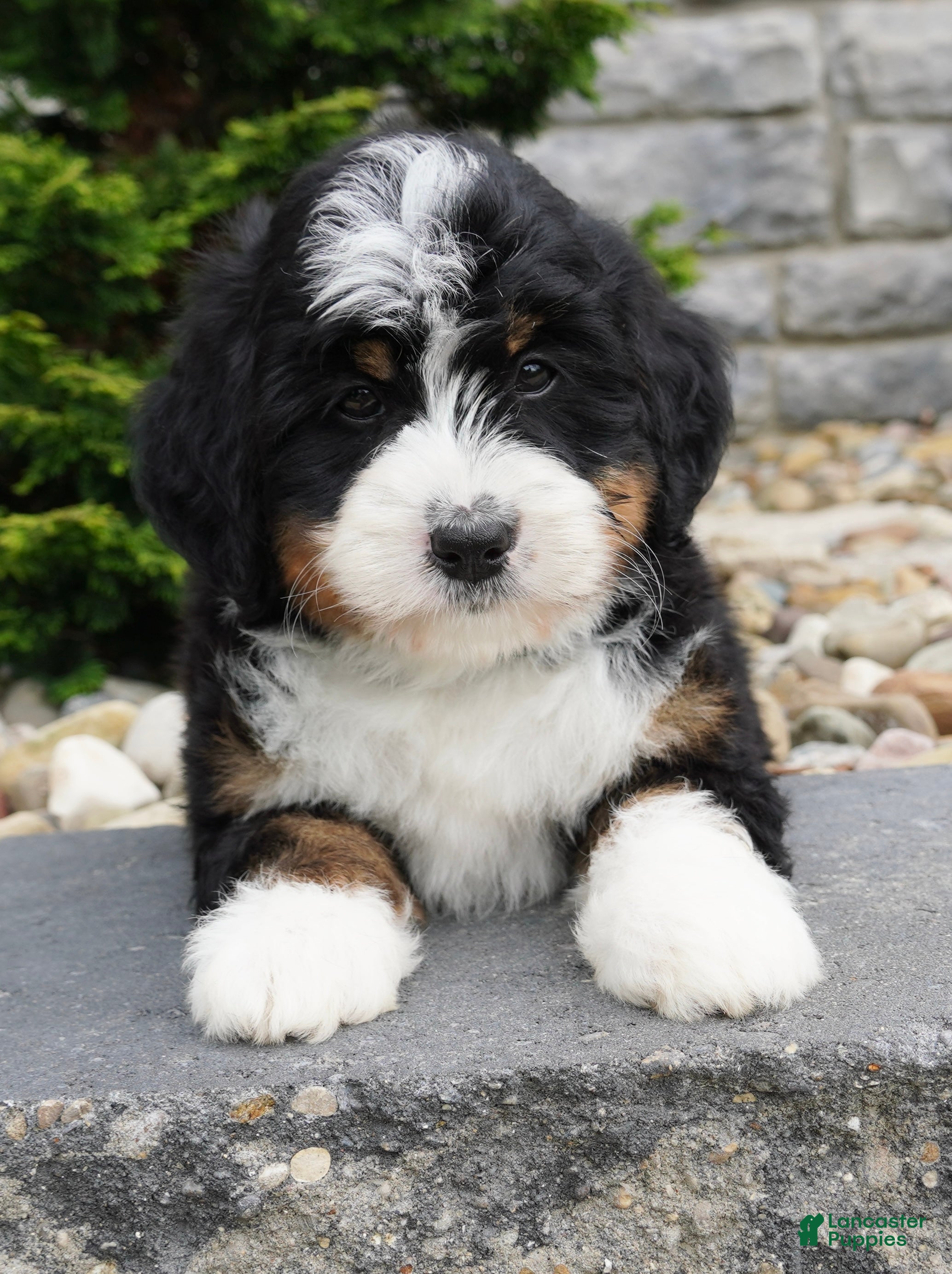 Mini Bernedoodle dogs Mini Bernedoodle Puppy 4 - Ad 2