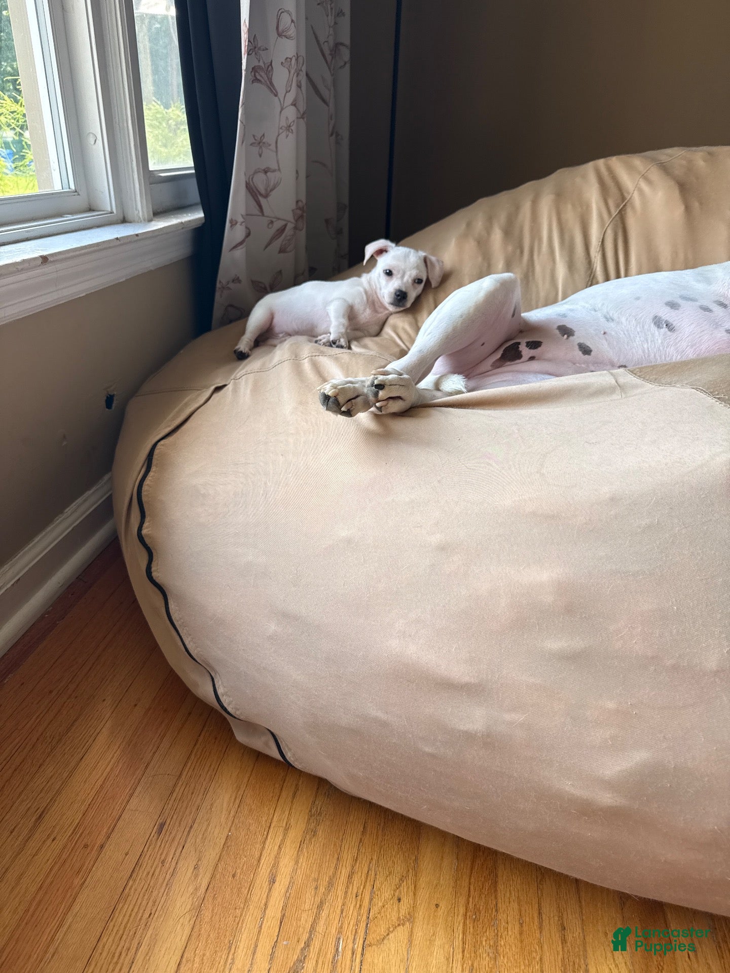 Chihuahua dogs Charlie - Ad 2