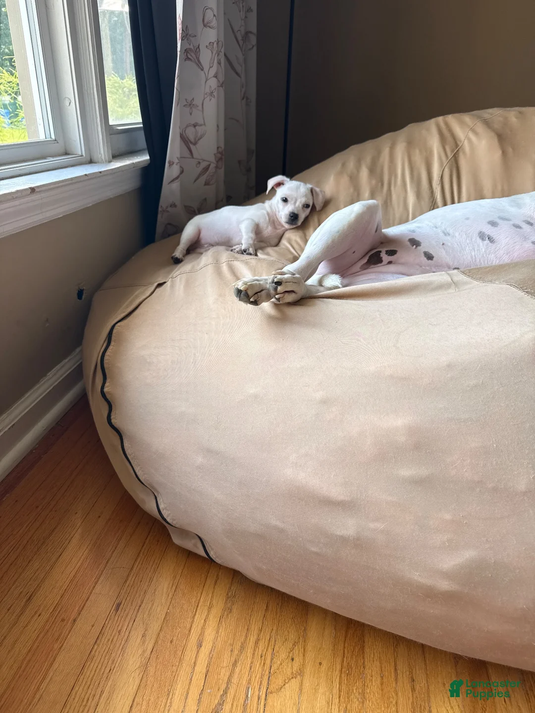 Chihuahua dogs for sale: Charlie - Ad 2