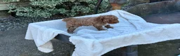 Toy Poodle dogs for sale: Gabi - Ad 9