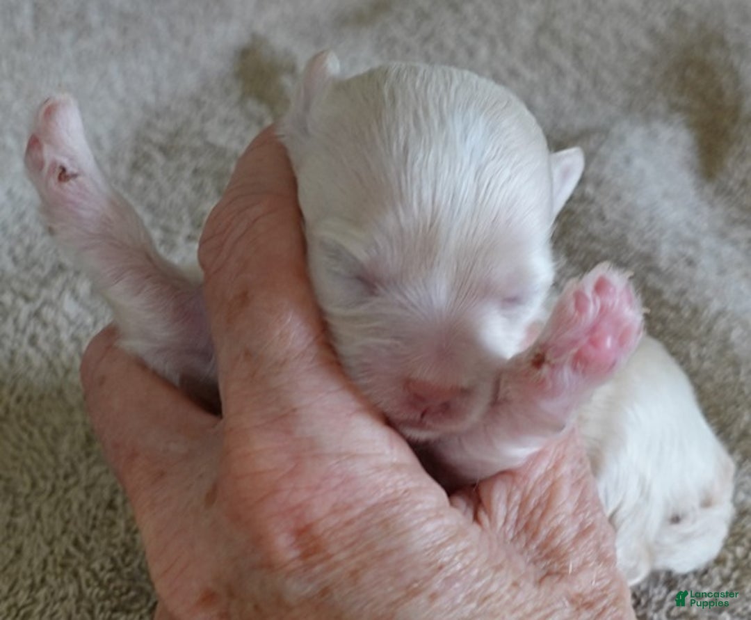 Maltipoo dogs for sale: Genevieve - Ad 2