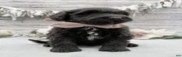 Portuguese Water Dog dogs for sale: Fresco - Ad 4