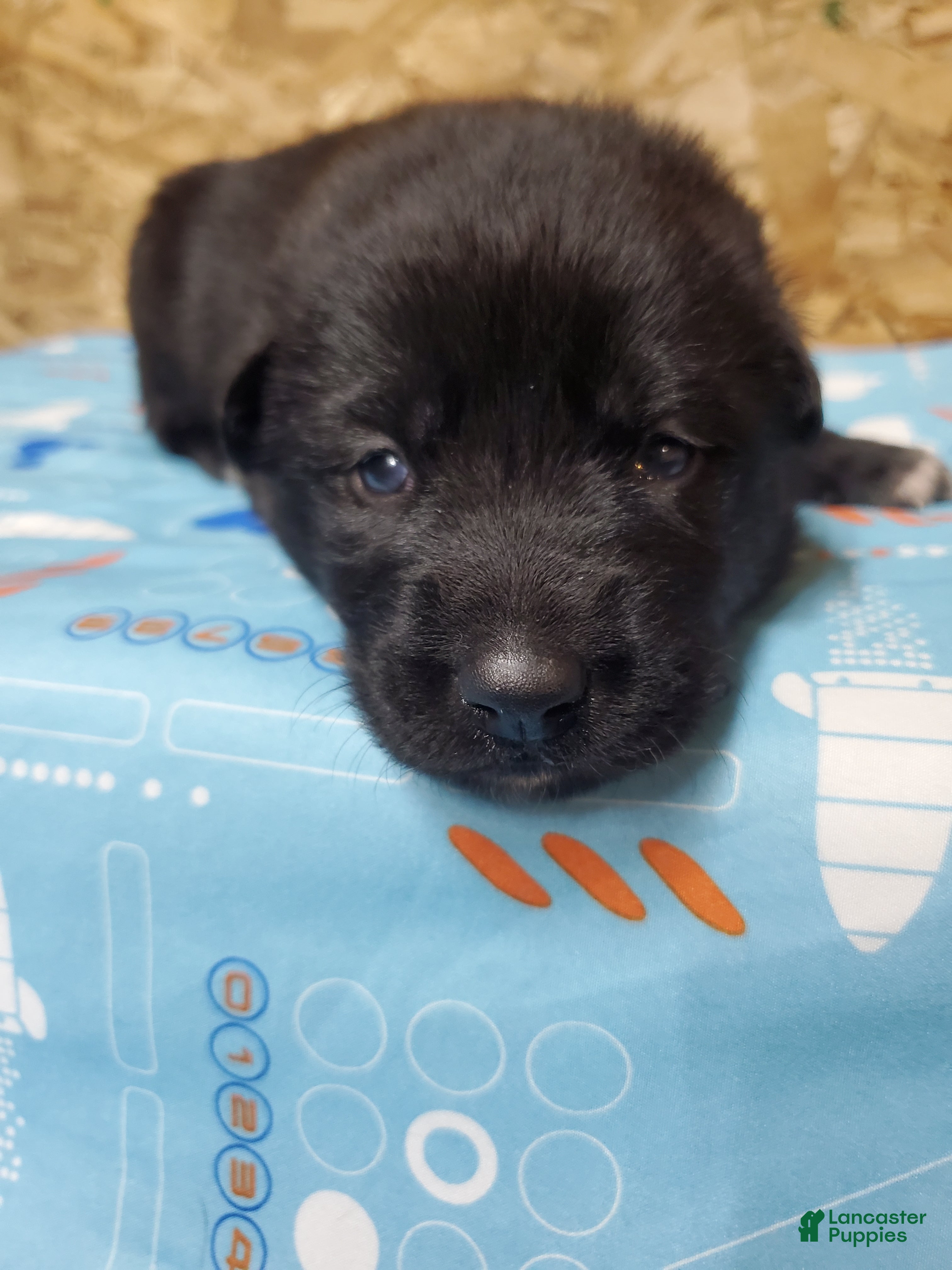 Mixed Breed dogs for sale: Luna - Ad 4