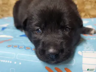 Mixed Breed dogs for sale: Luna - Ad 4
