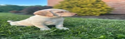 Labrador Retriever dogs for sale: Duke - Ad 3
