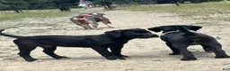 Mixed Breed dogs for sale: Mixed Breed 1 - Ad 5