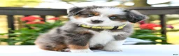 Miniature Australian Shepherd dogs for sale: Bethany  - Ad 3